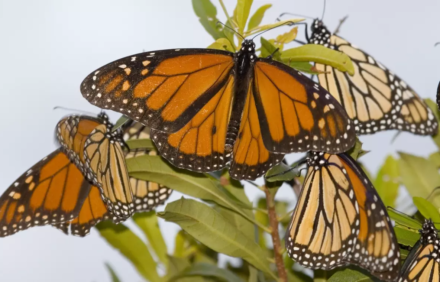 Monarch Butterfly Festival